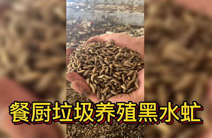 餐厨垃圾无害化处理后养殖黑水虻